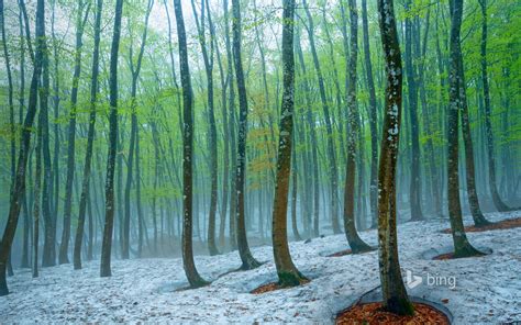 Japan Beech forest near Tokamachi-2017 Bing Desktop Wallpaper Preview | 10wallpaper.com