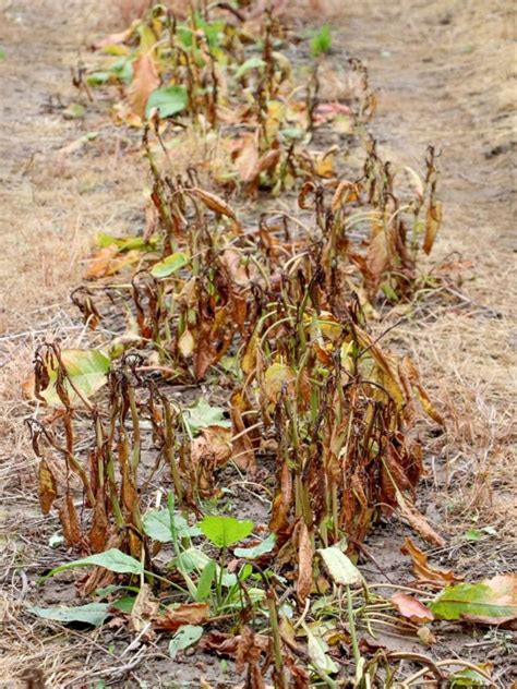 Accidental Herbicide Injury - Fixing Herbicide Spray Drift On Plants