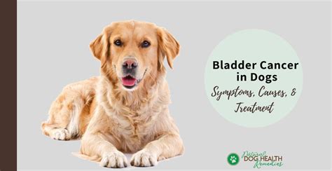 Bladder Cancer in Dogs - Symptoms, Causes and Treatment