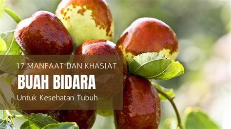 √17+ Khasiat Buah Bidara Bagi Kesahatan Tubuh Anda WAJIB Mengethui