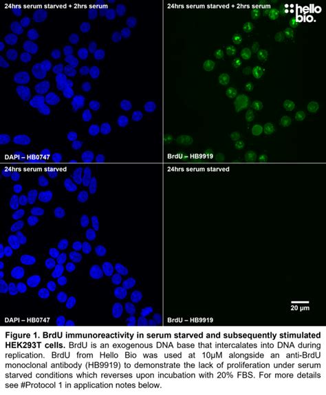 BrdU (5-Bromo-2′-deoxyuridine) | Stain for identifiying cell ...