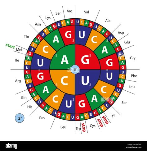 Codon Chart And Wheel