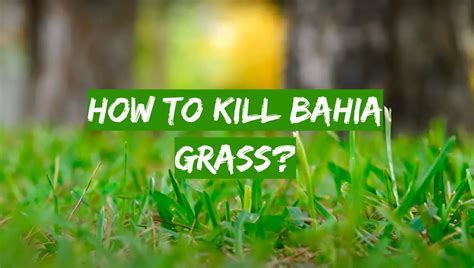 Easy Ways to Kill Bahia Grass - Grass Killer