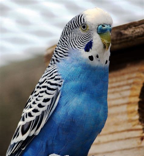 Unique Blue Parakeet Names For Your Feathered Friend - BIRD LOVER