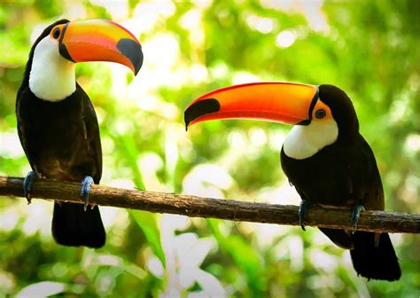 Toucan Behavior - AnimalBehaviorCorner