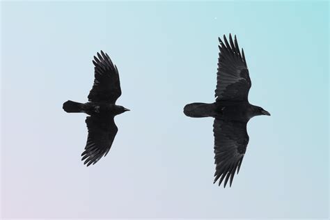 Common Raven Vs American Crow