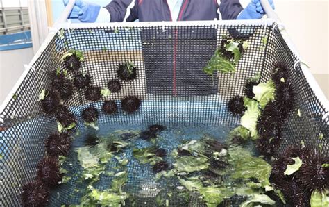 Japanese city works on farming of sea urchins by cabbage waste