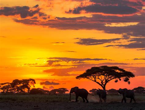 wildfolio: Elephants at Amboseli - Nov 2012