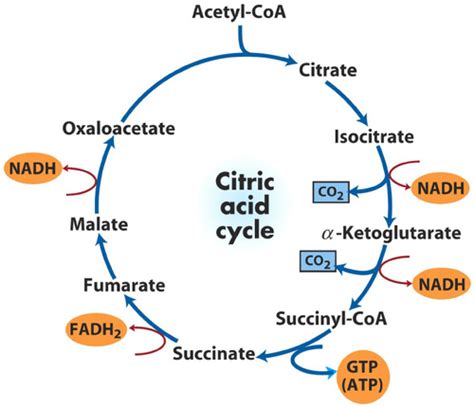 Krebs Cycle - Cellular Respiration