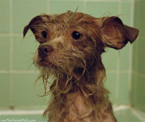 DOG SHAMPOO & CONDITIONERS √ DOGICA® Can I use Human or Baby Shampoo on ...