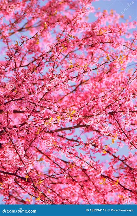 Aesthetics Fashion Wallpaper. Pink Flowers Bloom Tree. Spring Mood ...