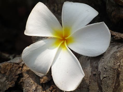 Media gallery | Family Apocynaceae in Northeastern, Thailand