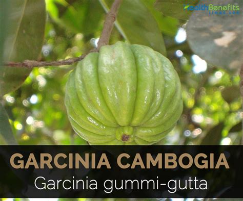 Garcinia cambogia Facts and Health Benefits