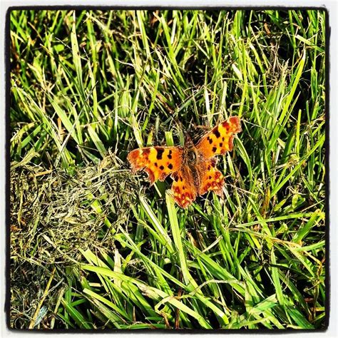 Butterfly in the grass | Beautiful landscapes, Grass, Landscape