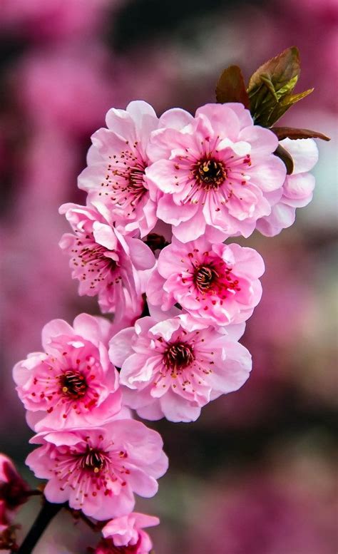 Beautiful Pink Hibiscus Flowers
