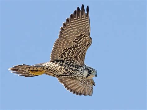 Prairie Falcon In Flight