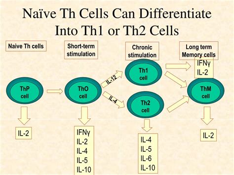 PPT - Functions of Th Cells, Th1 and Th2 Cells, Macrophages, Tc Cells ...