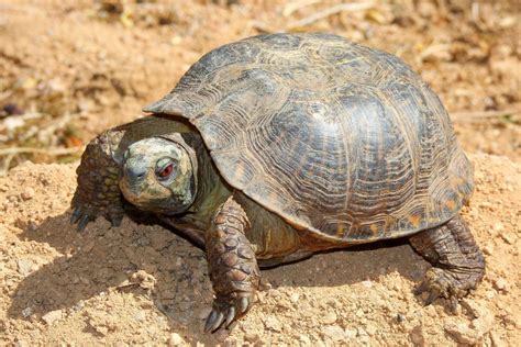 desert box turtle (Phoenix Zoo - Arizona Trail) · iNaturalist