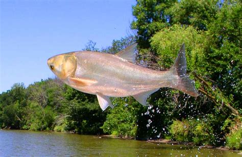 Silver Carp Jumping Facts: Profile, Range, Lifespan, Catch - SeaFish