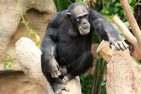 Alpha male chimpanzee, Fuengirola zoo, Spain | Alpha male ch… | Flickr