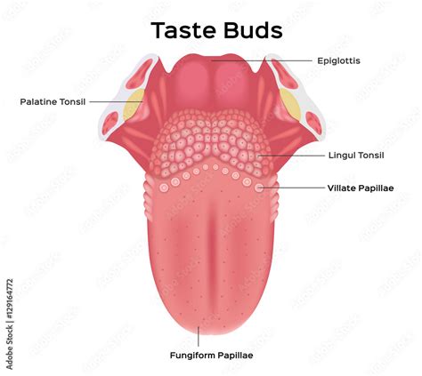 Human tongue structure vector . tongue anatomy set 1 Stock Vector | Adobe Stock