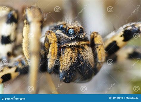 Lycosa Tarantula Macro Photo Stock Image - Image of balkans, brown: 131904091