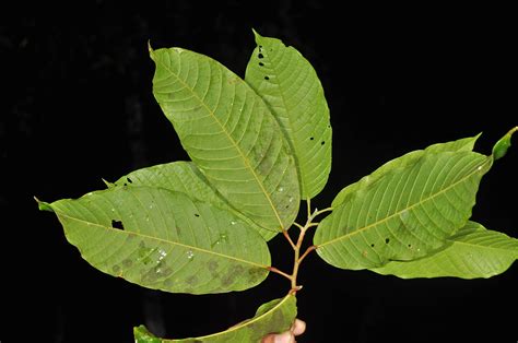 Anisoptera thurifera (Dipterocarpaceae) image 131710 at PhytoImages.siu.edu