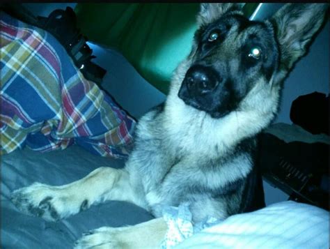 is she Belgian/German shepherd mix - German Shepherd Dog Forums