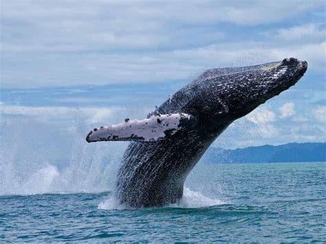 Rare Footage Shows Humpback Whale Calf Nursing in Colombia