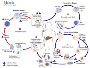 Types of Diseases: Classification of Diseases with Questions and Videos