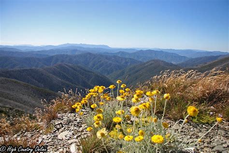 GREAT ALPINE ROAD – Victoria – 308kms – High Country Online