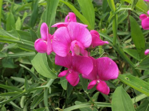 Lathyrus latifolius – Thy til stauder