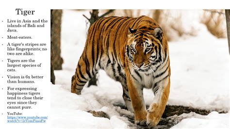 10 Unusual Tiger Facts Facts About Tigers