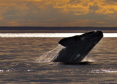 Right Whale Sightings at an All-Time Low • Scuba Diver Life