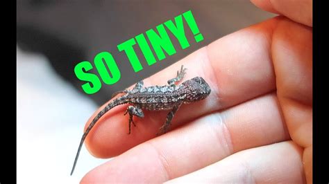 Smallest Reptile I've Ever Hatched! - YouTube