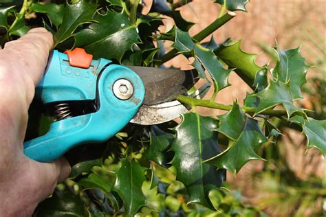 How To Trim Holly Bushes With Hedge Trimmer [Step By Step Guide]