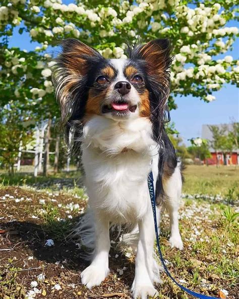 All Papillon Coat Colors and Markings Explained (With Pictures!)