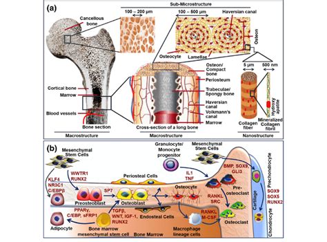 Bone Cell Structure Diagram