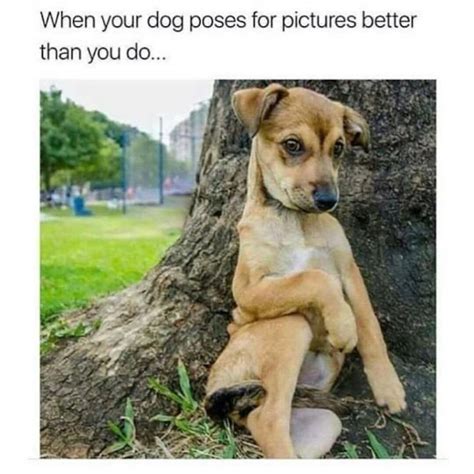 9 Small Dog Memes That Are So Cute, They'll Make You Drop Everything ...