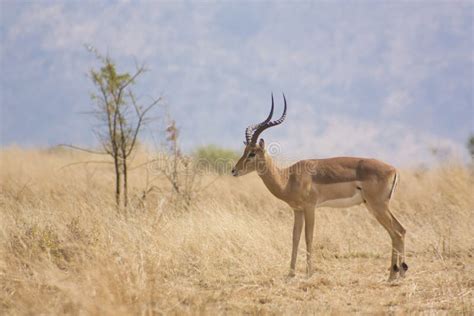 Impala in natural habitat stock photo. Image of aepyceros - 8490116