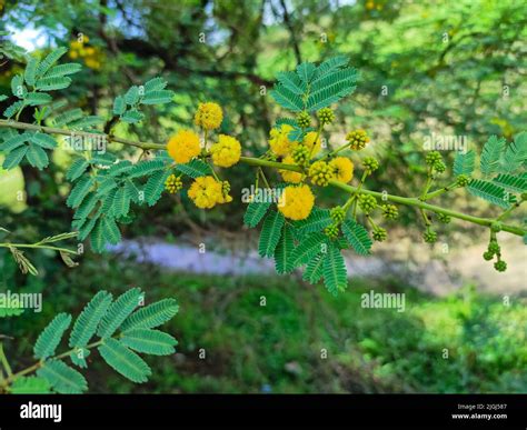 A Closeup Shot Of Babul Tree Brand New Flowers And Leave Stock Photo ...