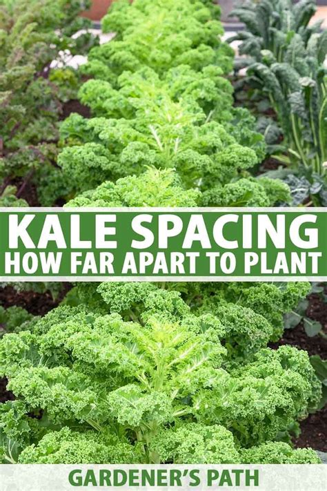 Kale Plant Spacing Kale spacing: how far apart to plant