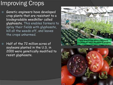 PPT - Biology 11.3 Genetic Engineering in Agriculture PowerPoint ...