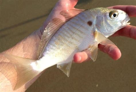 New recreational bag limit for spot and Atlantic croaker takes effect ...