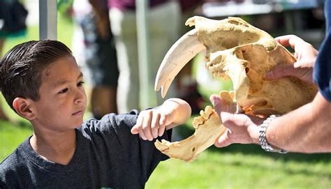 New saber-toothed species is one of the largest cats in history - Futurity