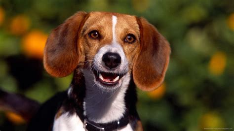 Smile Dog Wallpapers - Top Free Smile Dog Backgrounds - WallpaperAccess