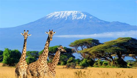 5 Amboseli National Park Facts | Amboseli National Park Safari