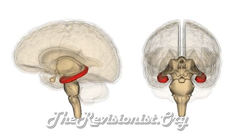 Exploring the Function of the Hippocampus by Anatomy - The Revisionist