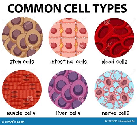 Diagram of Common Cell Types Stock Vector - Illustration of organism ...