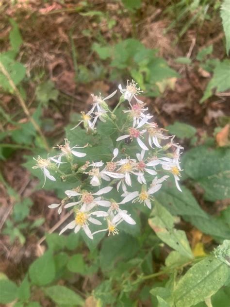 LeeFee Market ~ White Wood Aster Seeds (Eurybia divaricata), Organic